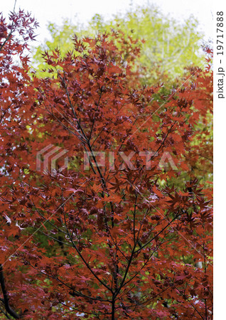 鎌倉の紅葉 19717888