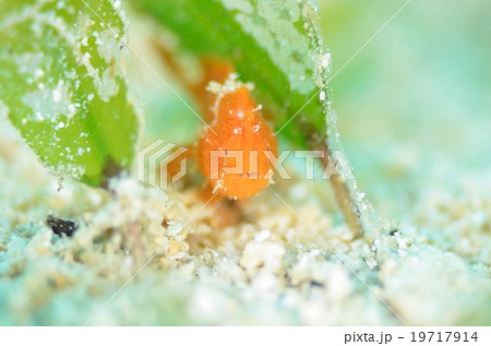 カエルアンコウ 沖縄 カエルアンコウ 沖縄 19717914