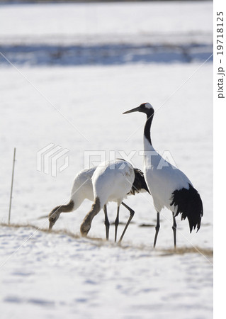 タンチョウ 19718125