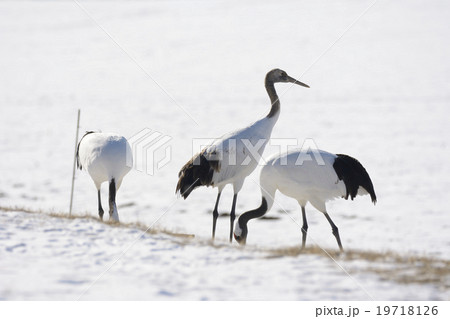 タンチョウ タンチョウ 19718126