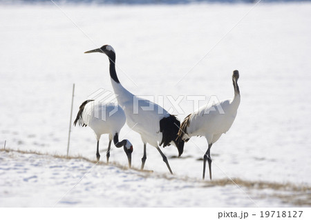 タンチョウ 19718127