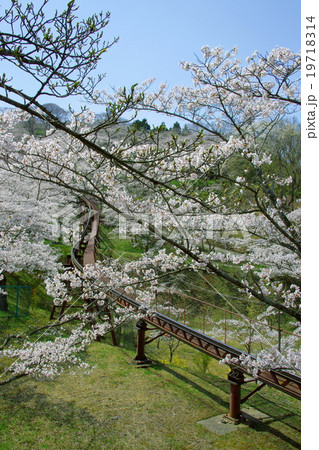 船岡城址公園の桜風景(宮城県柴田町) 船岡城址公園の桜風景(宮城県柴田町) 19718314