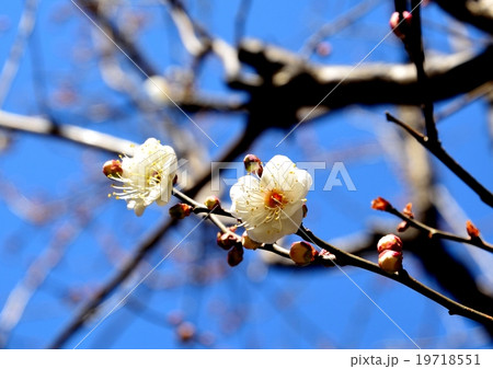 梅の花が咲き始めました 梅の花が咲き始めました 19718551