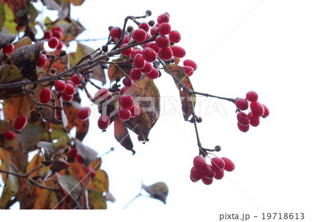 サンシュユの赤い実 19718613