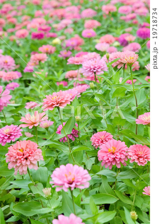 Pink daisy gerbera flowers in garden 19718734
