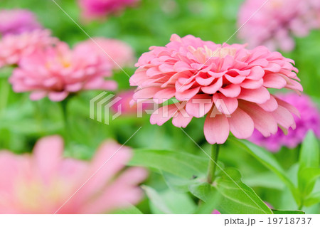 Pink daisy gerbera flowers in garden 19718737