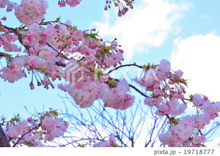 美しいピンクの八重桜 美しいピンクの八重桜 19718777