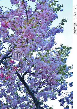 美しいピンクの八重桜 19718782