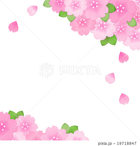 綺麗かわいい桜のイラスト素材 コピースペース 正方形 透過png 白背景 春素材 背景のイラスト素材 19718847 Pixta