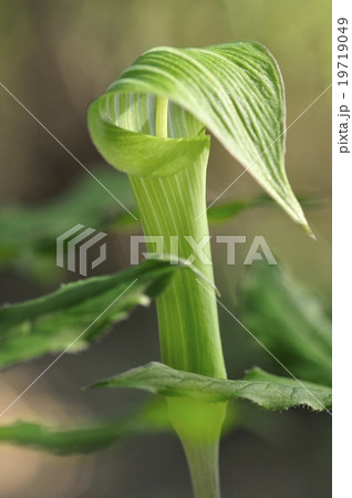 ホソバテンナンショウ 19719049