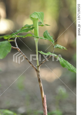 ホソバテンナンショウ 19719050