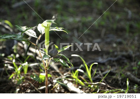 ホソバテンナンショウ 19719051