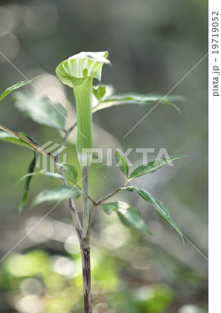 ホソバテンナンショウ 19719052