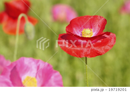 ヒナゲシの花 19719201