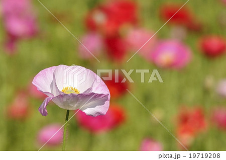ヒナゲシの花 19719208