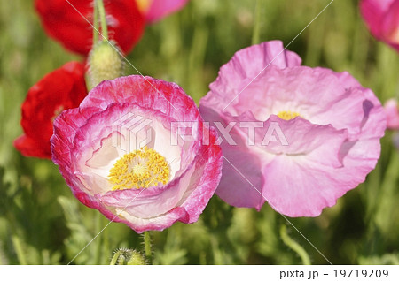 ヒナゲシの花 19719209