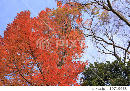 台湾楓の紅葉 19719683