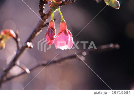 琉球カンヒザクラ 19719684