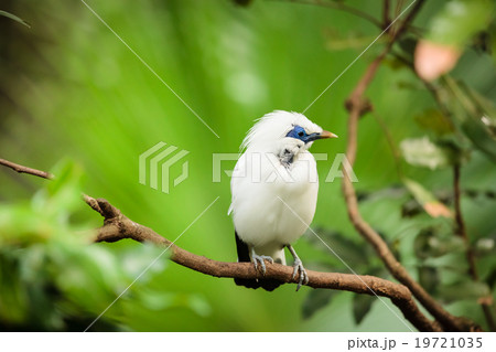 White exotic bird on a branch 19721035