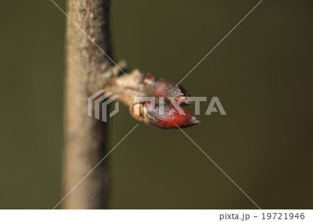 自然 植物 フジ、冬芽。冬芽には葉芽と花芽があるようですが春になるまでどちらかわからないそうです② 自然 植物 フジ、冬芽。冬芽には葉芽と花芽があるようですが春になるまでどちらかわからないそうです② 19721946