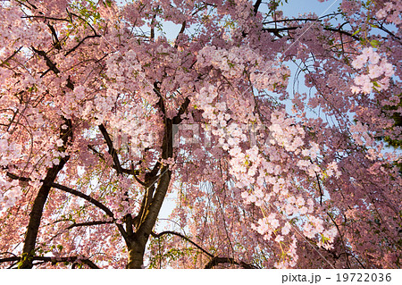 弘前公園のシダレザクラ枝垂桜 弘前公園のシダレザクラ枝垂桜 19722036