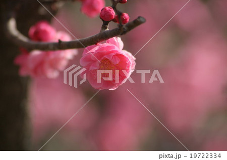 楊貴妃 (梅) その2。 Japanese apricot 楊貴妃 (梅) その2。 Japanese apricot 19722334