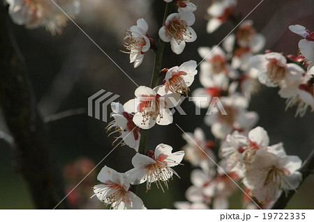 玉絞り (梅)。 Japanese apricot 玉絞り (梅)。 Japanese apricot 19722335