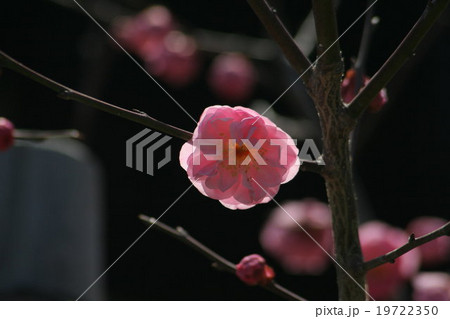 記念 (梅) その1。 Japanese apricot 19722350