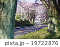 桜並木 19722876