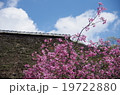 海蔵寺のカイドウ 19722880