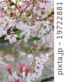 桜 19722881