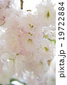 八重桜 19722884