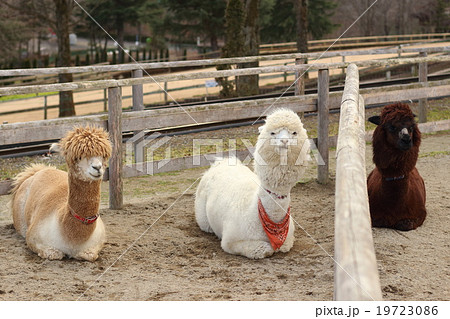 3頭のアルパカ 19723086