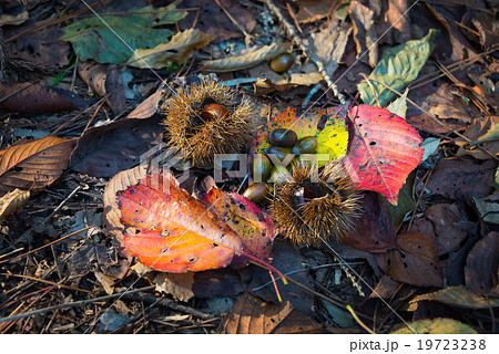 秋の綺麗な色の落ち葉とどんぐり 栗の写真素材