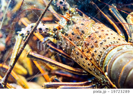生きた伊勢海老 19723289