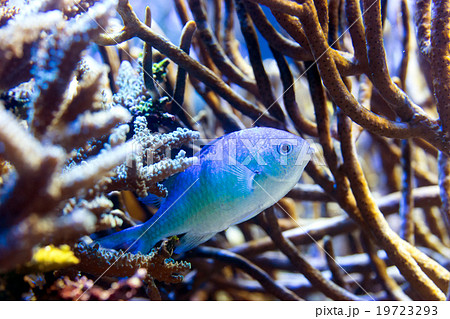 サンゴの中の青い熱帯魚の写真素材
