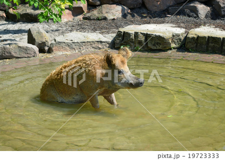 Pig swim in the pool 19723333