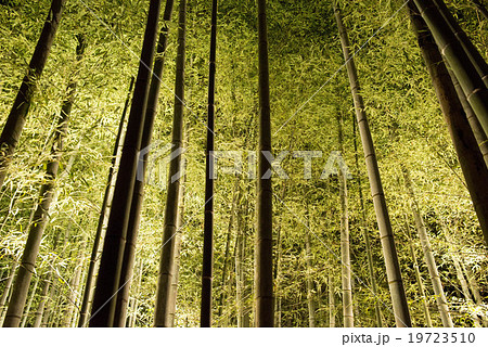 竹林 竹 京都 嵐山 嵯峨野 ライトアップ 夜景 イルミネーション 観光 旅 夜 風景 光 日本の写真素材