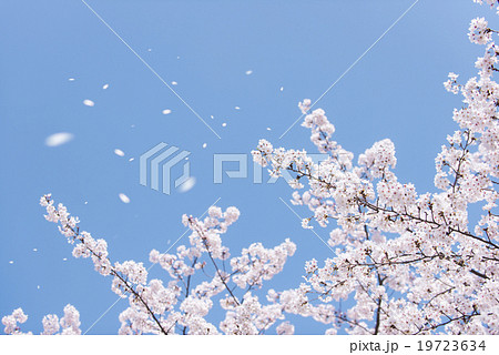 桜吹雪 桜吹雪 19723634