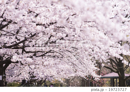 桜並木 19723727