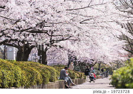 桜並木の道 19723728