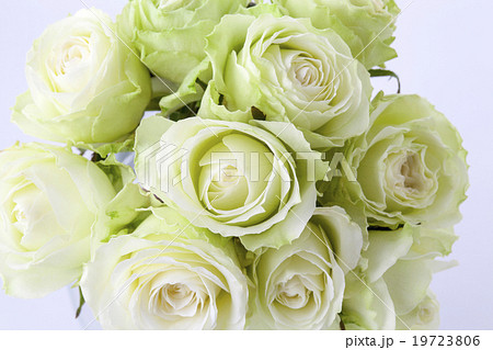 緑色のバラの花束の写真素材