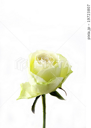 緑色のバラの花束一本の写真素材