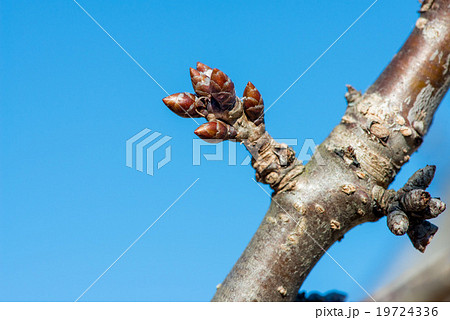 budding branches in the spring against the sky budding branches in the spring against the sky 19724336