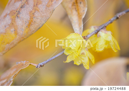 ソシンロウバイ 19724488