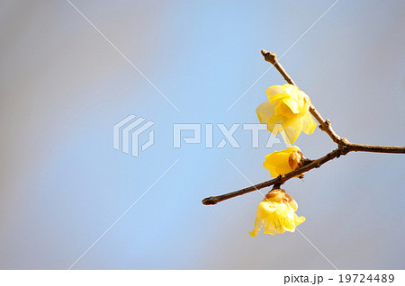 ソシンロウバイ 19724489