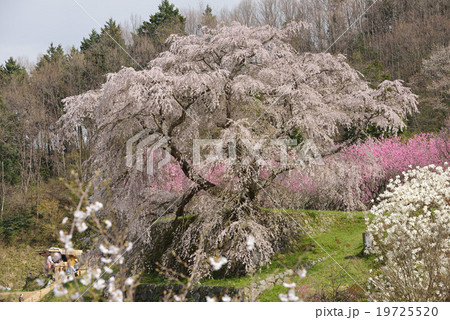 又兵衛桜 19725520