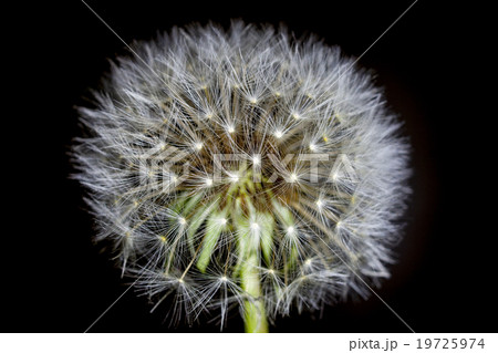 fluff of a dandelion in close up fluff of a dandelion in close up 19725974