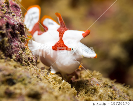 Clown Frogfish 19726170