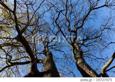 Late fall trees and blue sky Late fall trees and blue sky 19727075